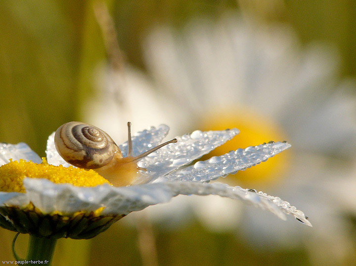 Photo macro Escargot des jardins (Cepaea hortensis)