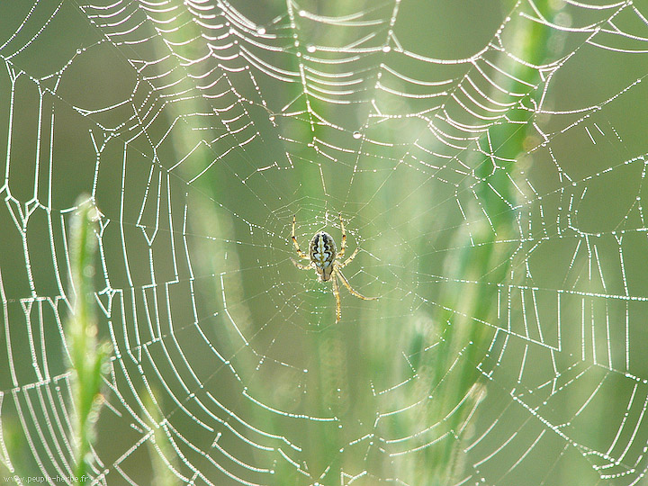 Photo macro araignée Neoscona adianta (Neoscona adianta)