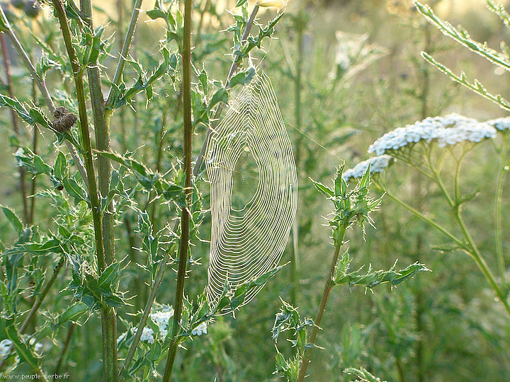 Photo macro Toile d'araignée (Araneae)