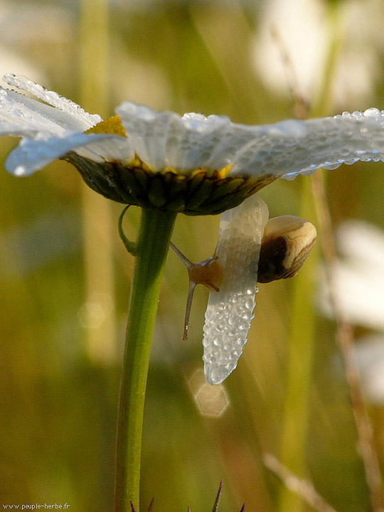 Photo macro Escargot des jardins (Cepaea hortensis)