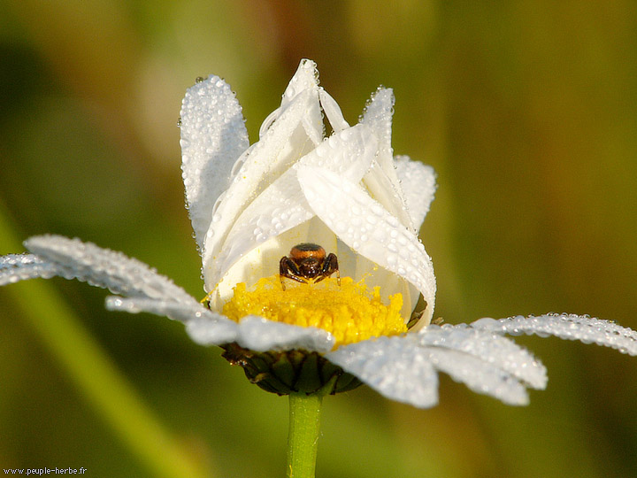 Photo macro Araignée (Araneae)