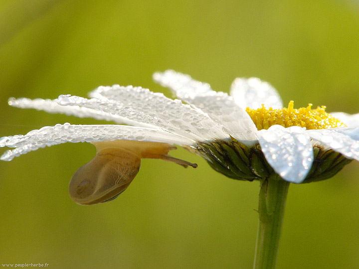 Photo macro Escargot des jardins (Cepaea hortensis)