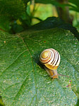 Escargot des jardins - Cepaea hortensis - Macrophotographie