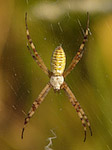 Epeire fasciée - Argiope bruennichi - Macrophotographie