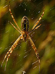 Epeire fasciée - Argiope bruennichi - Macrophotographie