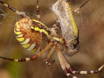 Epeire fasciée - Argiope bruennichi - Macrophotographie