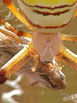 Epeire fasciée - Argiope bruennichi - Macrophotographie