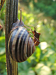 Escargot des jardins - Cepaea hortensis - Macrophotographie