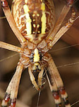 Epeire fasciée - Argiope bruennichi - Macrophotographie