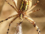 Epeire fasciée - Argiope bruennichi - Macrophotographie