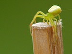 Araignée crabe femelle - Misumena vatia - Macrophotographie