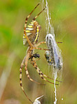 Epeire fasciée - Argiope bruennichi - Macrophotographie