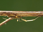 Araignée - Araneae - Macrophotographie