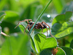 Araignée - Araneae - Macrophotographie