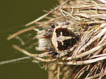 Epeire de velours - Agalenatea redii - Macrophotographie