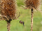 Epeire de velours - Agalenatea redii - Macrophotographie