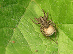 Araignée loup - Pardosa amentata - Macrophotographie