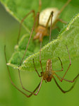 Araignée - Araneae - Macrophotographie