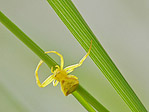 Thomise - Thomisus onustus - Macrophotographie