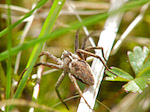 Araignée - Araneae - Macrophotographie