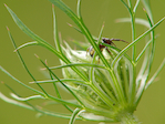 Araignée - Araneae - Macrophotographie