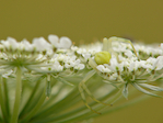 Araignée crabe femelle - Misumena vatia - Macrophotographie