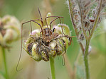 Araignée - Araneae - Macrophotographie