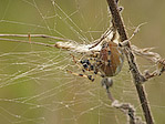 Epeire à quatre points - Araneus quadratus - Macrophotographie
