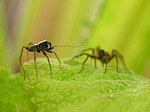 Araignée - Araneae - Macrophotographie