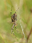 Epeire fasciée - Argiope bruennichi - Macrophotographie