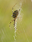 Epeire fasciée - Argiope bruennichi - Macrophotographie