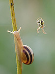 Escargot des jardins - Cepaea hortensis - Macrophotographie