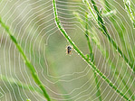 Araignée - Araneae - Macrophotographie