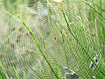 Araignée - Araneae - Macrophotographie