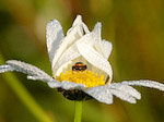 Araignée - Araneae - Macrophotographie