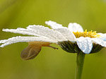 Escargot des jardins - Cepaea hortensis - Macrophotographie