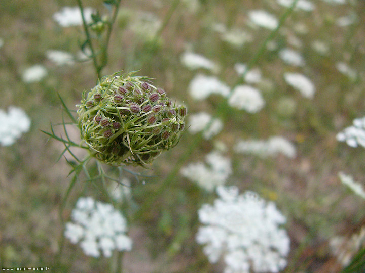 Photo macro fleur Carotte sauvage (Daucus carota)