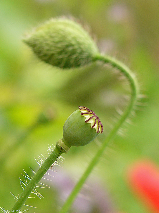 Photo macro fleur Coquelicot (Papaver rhoeas)