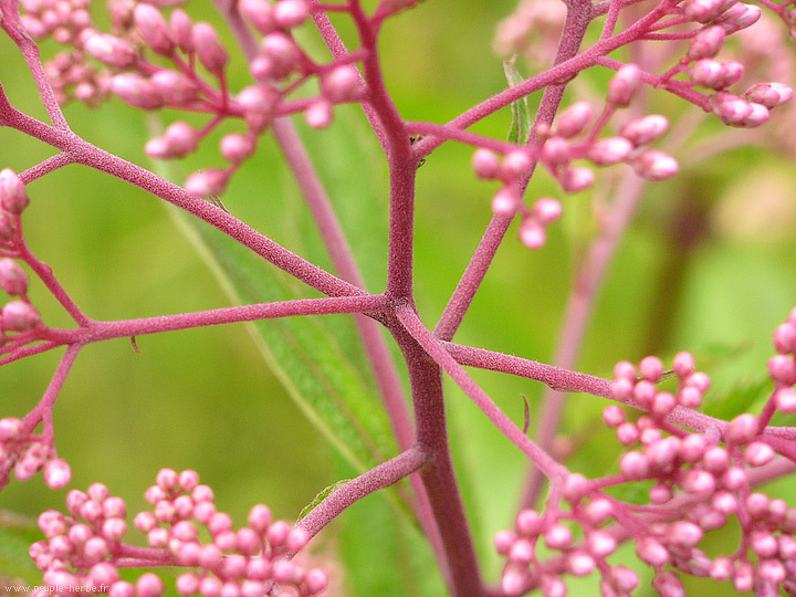 Photo macro fleur Eupatoire maculée 'Riesenschirm' (Eupatorium maculatum 'Riesenschirm')