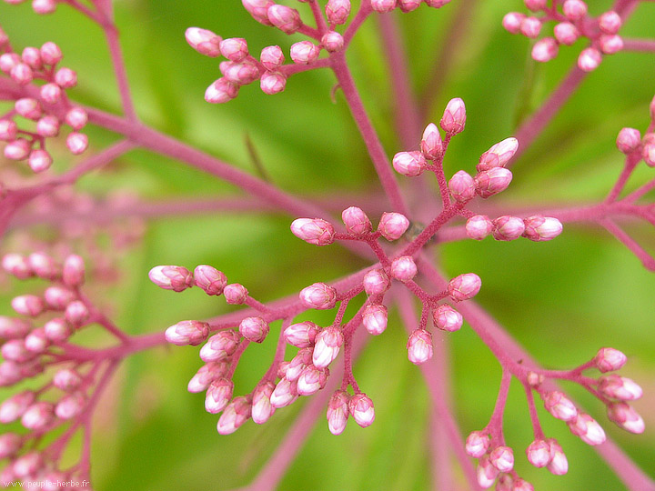 Photo macro fleur Eupatoire maculée 'Riesenschirm' (Eupatorium maculatum 'Riesenschirm')