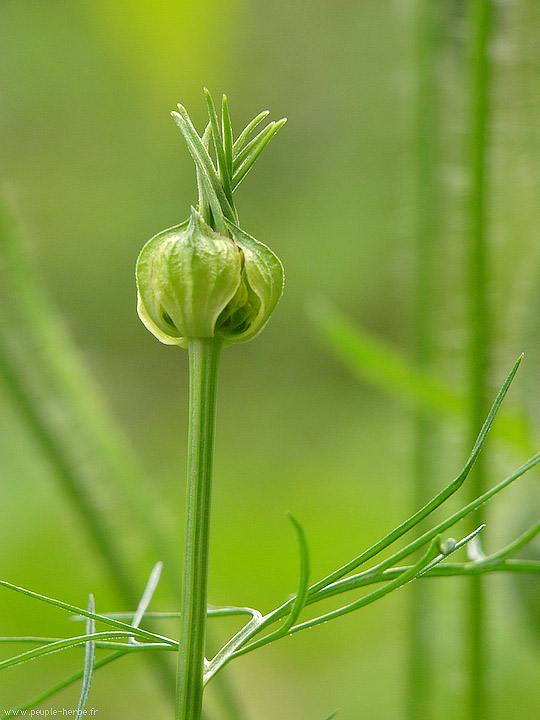 Photo macro fleur Nigelle orientale (Nigella orientalis)