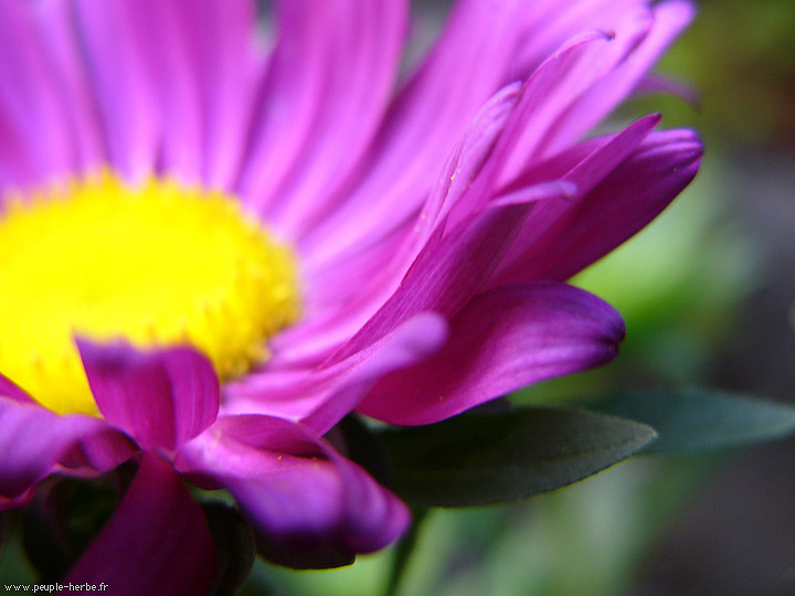 Photo macro fleur Reine marguerite (Callistephus chinensis)