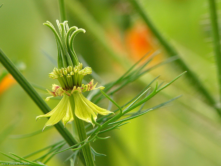 Photo macro fleur Nigelle orientale (Nigella orientalis)