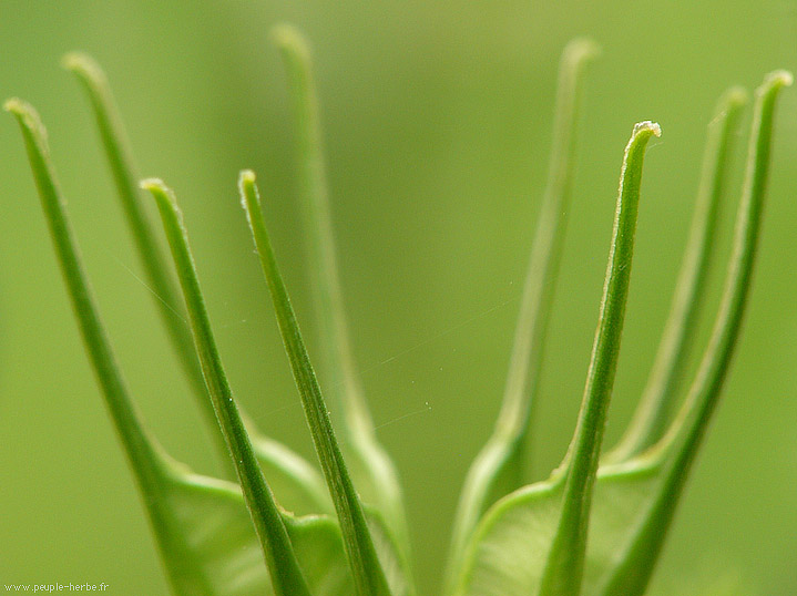 Photo macro fleur Nigelle orientale (Nigella orientalis)