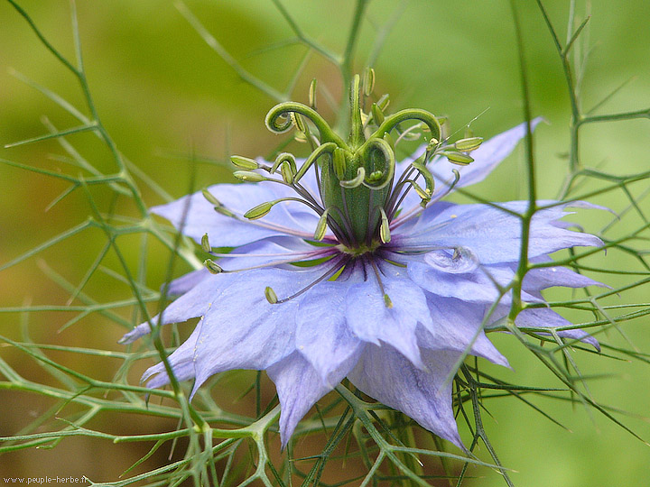 Photo macro fleur Nigelle de Damas (Nigella damascena)