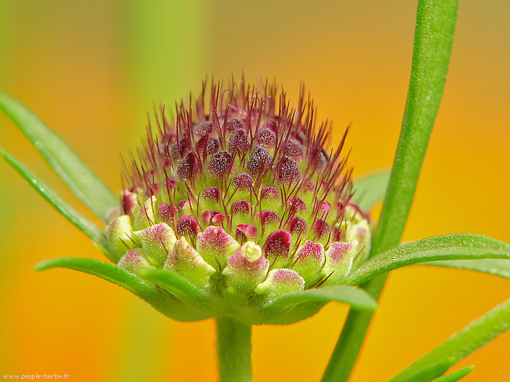 Photo macro fleur Scabieuse des jardins (Scabiosa atropurpurea)