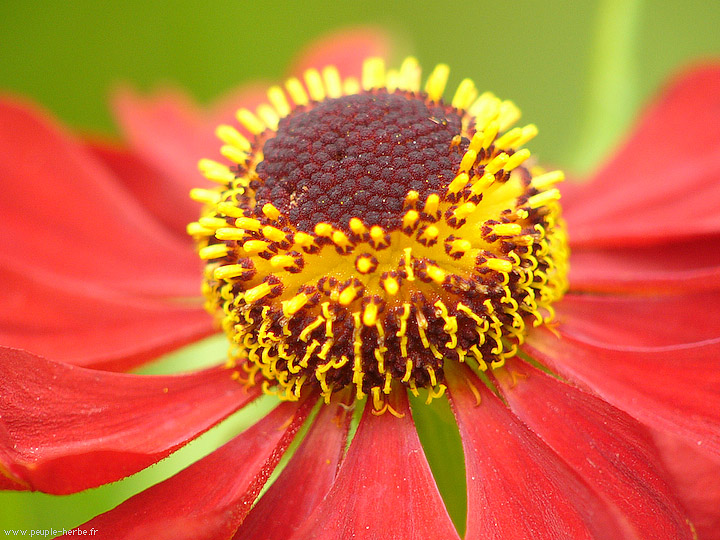 Photo macro fleur Helenium 'Kupfersprudel' (Helenium 'Kupfersprudel')