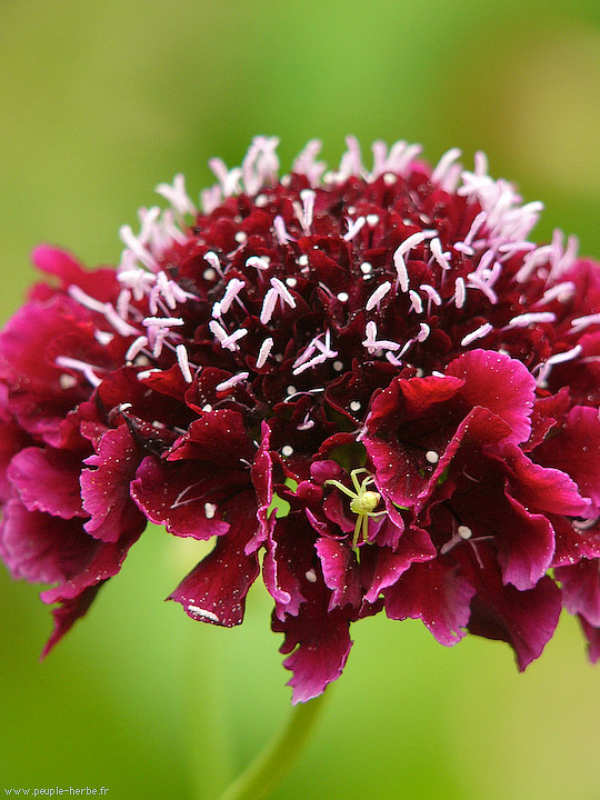 Photo macro fleur Scabieuse des jardins (Scabiosa atropurpurea)