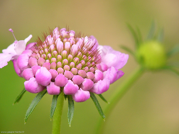 Photo macro fleur Scabieuse des jardins (Scabiosa atropurpurea)