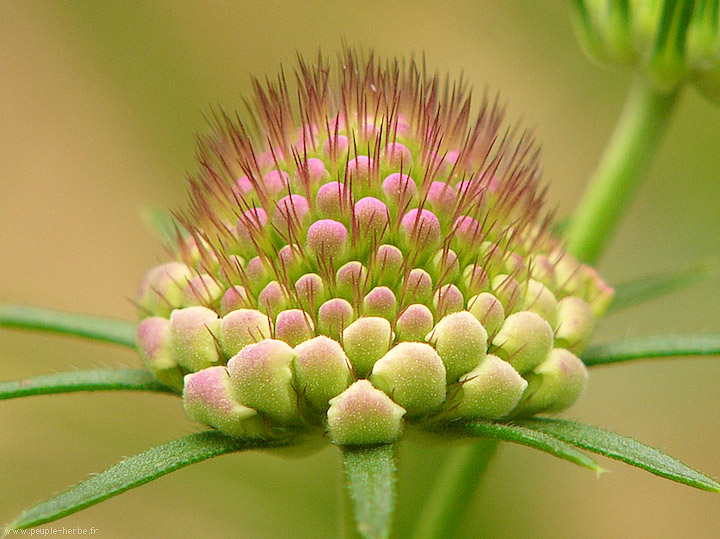 Photo macro fleur Scabieuse des jardins (Scabiosa atropurpurea)